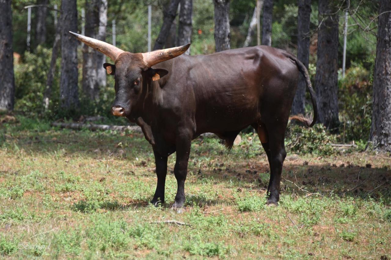Les Gites Du Parc Animalier De Ginasservis エクステリア 写真